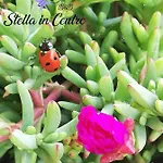 Stella In Centro