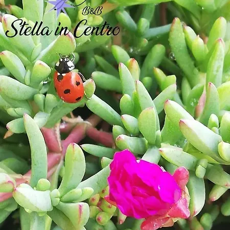 Stella In Centro