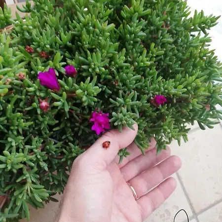 לינה וארוחת בוקר Stella In Centro 3*