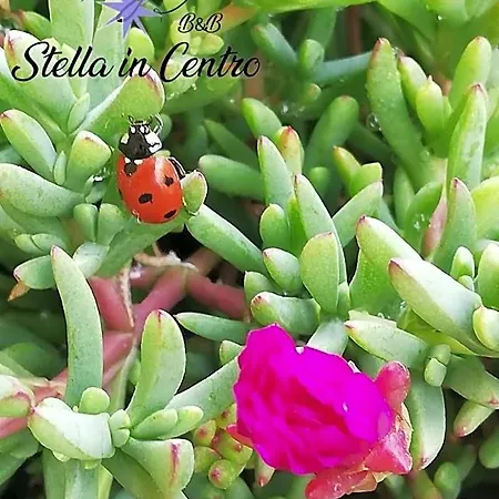 Stella In Centro Bed & Breakfast 4*
