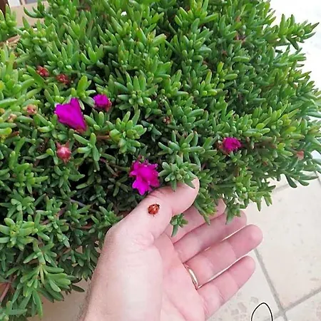 לינה וארוחת בוקר Stella In Centro 4*